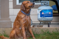 Golden_Retriever-Texas_TLC_Goldens-1-34