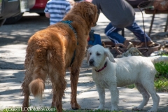 Emma - English Creme Golden Retriever at 4 months with our boy River