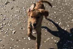Puppy River at the Trinity River