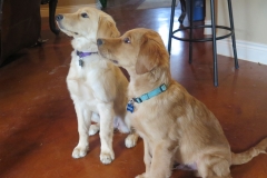 Harley and river around 3 months old