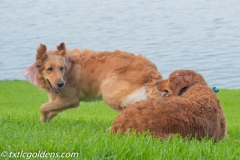Harley and River at play