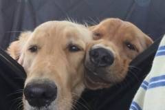 Harley and River - Road Warriors