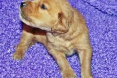 River as tiny puppy
