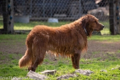 TexasT-LC-Golden-Retrievers-fun-1-30-883x588-1