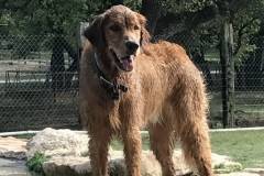 Wet River at the doggie pool