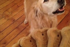 1511313236_253_25-charming-golden-retriever-memes