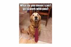 338-3381355_this-is-your-favorite-meme-golden-retriever-cute