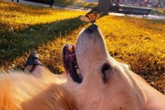 68711116_2447207668635924_5149782361906348032_n