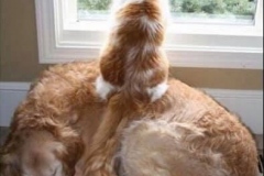 70554612_2527565593986159_8950539105574322176_n