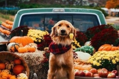 70649093_1101428683396932_4562435014263832576_n