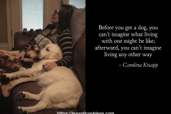 Before-you-get-a-Englush-Creme-Golden-Retriever