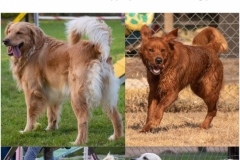 Bolden-Retriever-meme-always-like-dog-pics