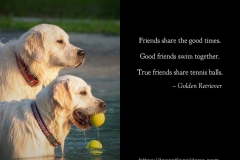 English-Creme-Golden-Retriever-Best-Friends-share-a-ball