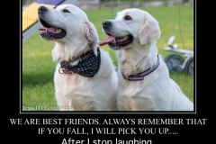 English-Creme-Golden-Retriever-Best-Friends