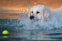 English-Creme-Golden-Retriever-Goodest-Day