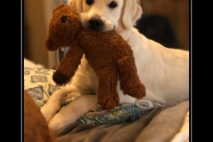 English-Creme-Golden-Retriever-Nothing-to-see-herer