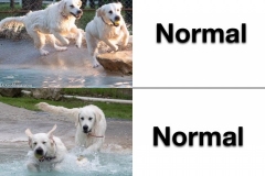 English-Creme-Golden-Retriever-normal-treat