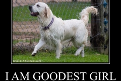English-Creme-Golden-Retriever-prancing