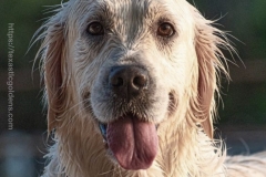 English-Creme-Goodest-Golden-Retriever-please-play