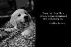 Every-Day-is-perfect-with-a-English-Creme-Golden-RetrieverJPG