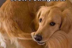 Golden-Retriever-Meme-Well-I-caught-it.-Now-what