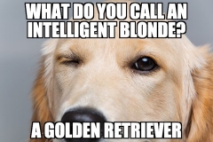 Golden-Retriever-Meme