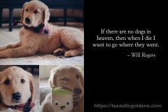 Golden-Retriever-in-heaven-quote-Will-Rogers