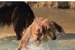 Golden-Retriever-meme-Enhance-your-calm