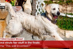 Golden-Retriever-meme-funny-wet-t-shirt-contest