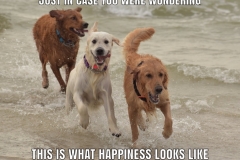 Golden-Retriever-meme-happiness
