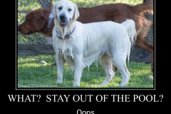 Golden-Retriever-meme-stay-out-of-pool