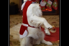 Goodest-English-Creme-Golden-Retriever-at-Christmas