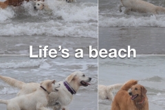 Life-is-a-beach-Golden-Retriever