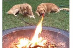 Very-rare-pic-of-a-fire-breathing-golden-retriever