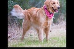 When-all-else-fails-hug-a-Golden-Retriever