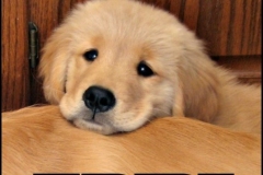 f9b1fc68a0cd653e294e85c32d99b58c