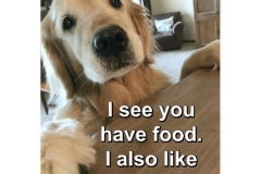funny_golden_retriever_i_see_you_have_food_meme_postcard-r6890bef2cfe54faa9a0d479aae5a2843_vgbaq_8byvr_540