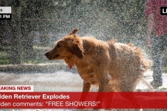 golden-retriever-explodes-meme-news-funny