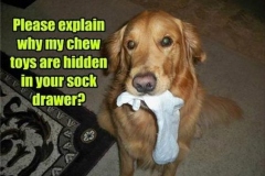 golden-retriever-meme-22