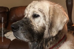 texas-mud-creme-golden-retriever-breed