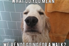 what-do-you-mean-golden-retriever-meme