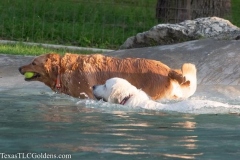 Golden-Retriever-Texas-TLC-Goldens-1-13-626x417-1