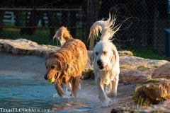 Golden-Retriever-Texas-TLC-Goldens-1-15-862x575-1