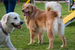 Golden-Retriever-Texas-TLC-Goldens-1-2-1070x713-1