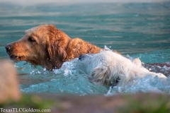 Golden-Retriever-Texas-TLC-Goldens-1-31-877x585-1