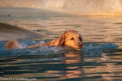 Golden-Retriever-Texas-TLC-Goldens-1-37-934x622-1