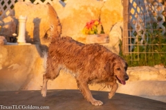 Golden-Retriever-Texas-TLC-Goldens-1-39-965x643-1