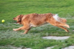 Golden-Retriever-Texas-TLC-Goldens-1-48-844x562-1