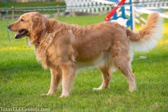 Golden-Retriever-Texas-TLC-Goldens-1-7-1033x689-1