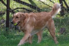 Golden_Retriever-Texas_TLC_Goldens-1-1
